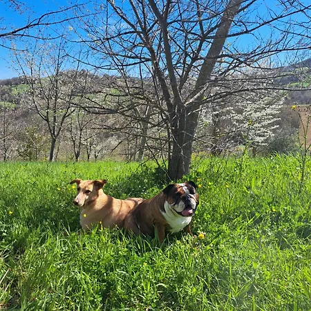 Le Scintille * San Ginesio