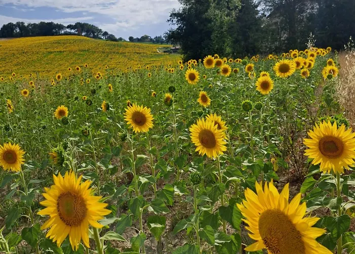 Le Scintille * San Ginesio